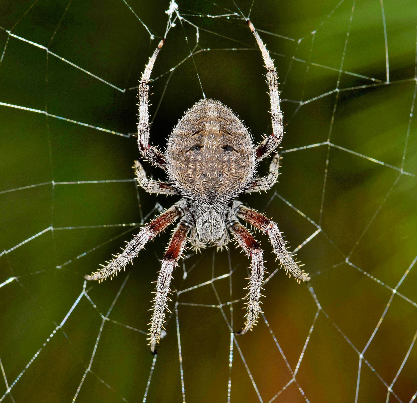 aracnofobia-fobia-specifica